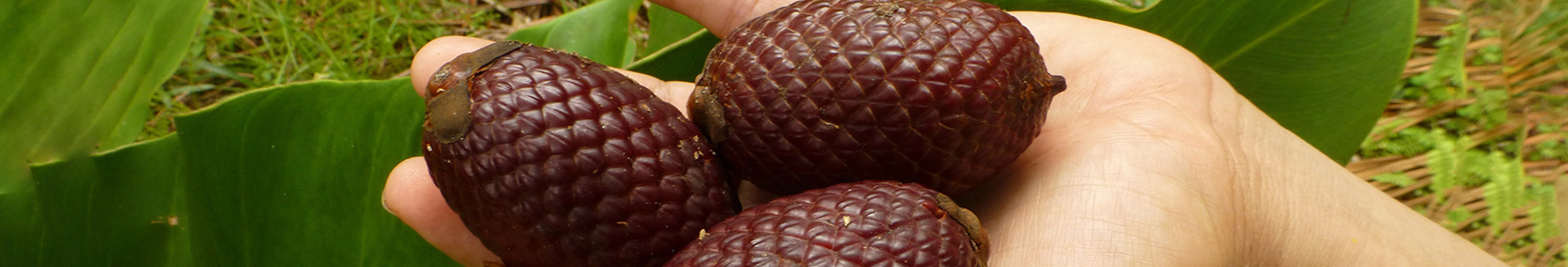 Imagem de uma mão segurando três frutos maduros, com plantas verdes ao fundo. A cena simboliza um estudo que identifica oportunidades para negócios socioambientais, destacando a conexão entre práticas sustentáveis e a valorização de recursos naturais na criação de novas oportunidades de mercado.