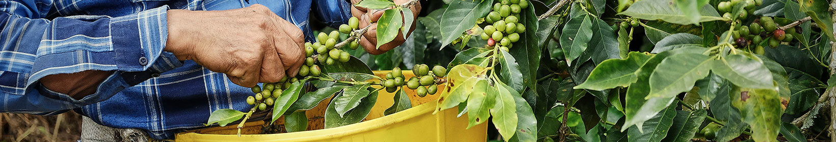 Imagem das mãos de um senhor colhendo frutos maduros em uma plantação. A imagem reflete o esforço de startups que, durante a pandemia, adotaram práticas sustentáveis e migraram para grandes plataformas de e-commerce e campanhas de marketing para manter seus negócios e alcançar novos clientes.